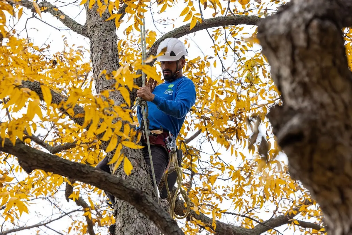Skilled Tree Pruning crew working in Wooldridge