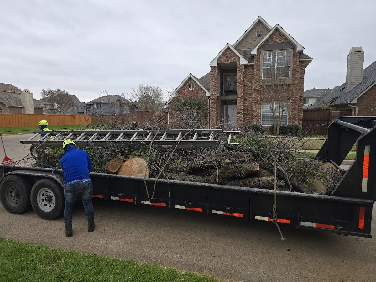 Expert Tree Removal with proper safety equipment in Wooldridge